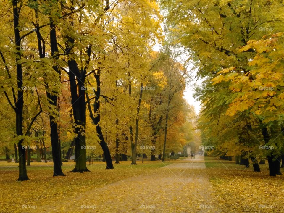 Royal baths park in Warsaw, Poland