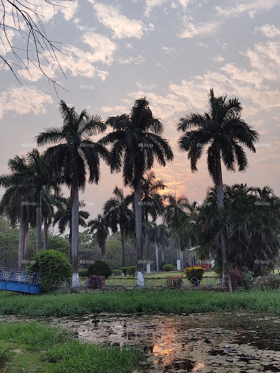 Beautiful trees and evening view