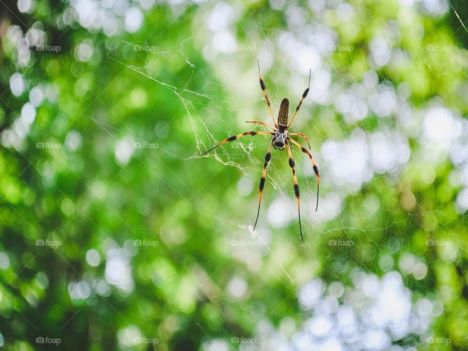 April showers bring May spiders