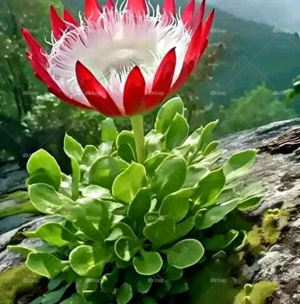 most beautiful and attractive flowers in the mountains.