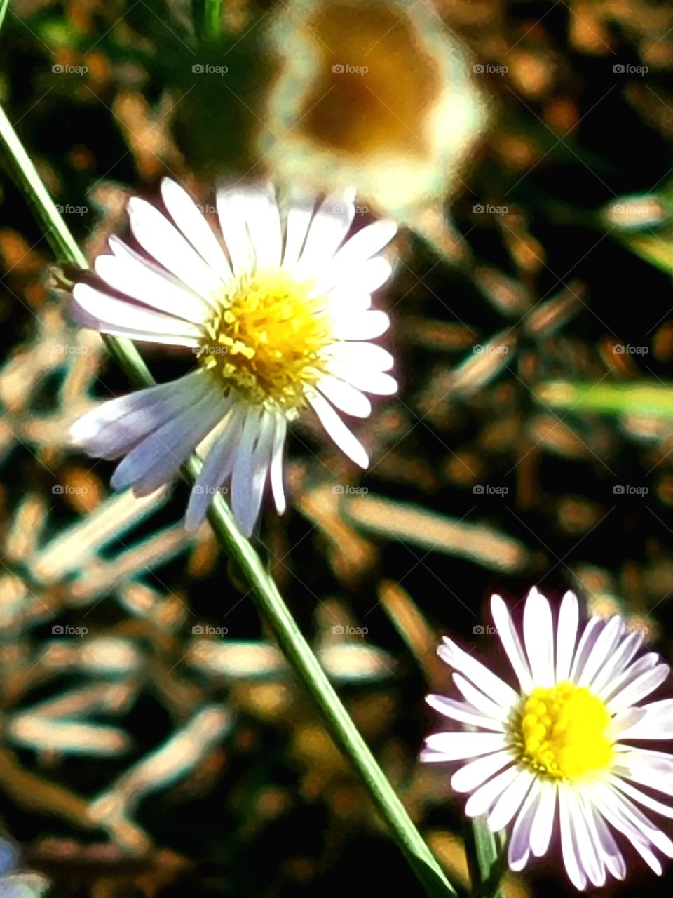 Wild daisies.