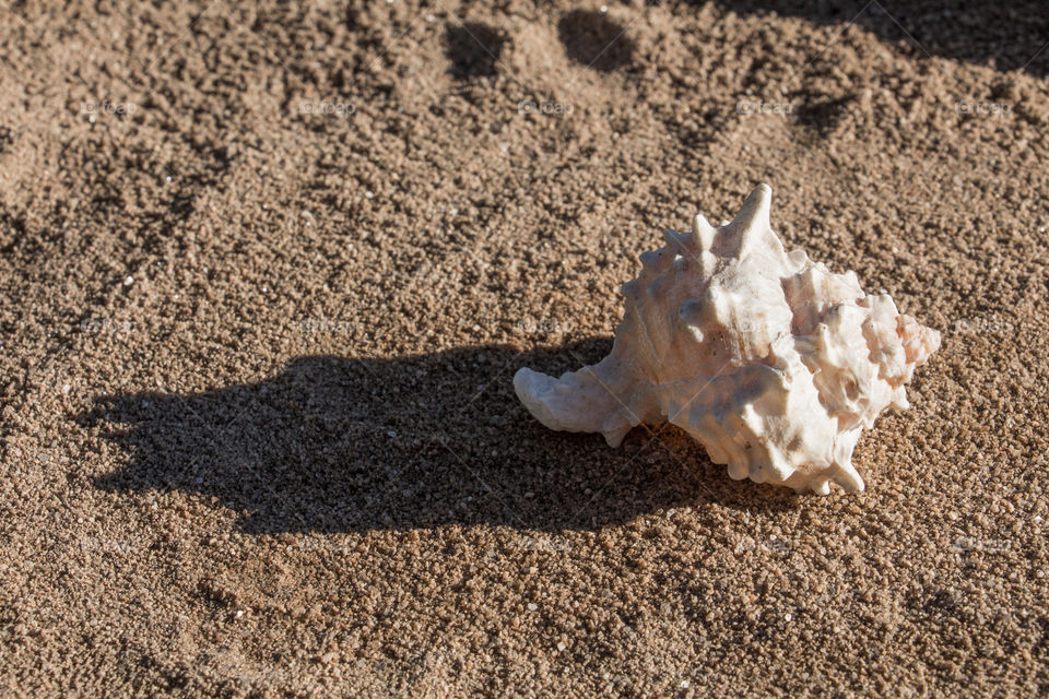 sea snail under sand