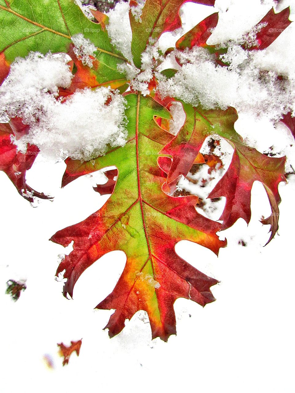 colorful leaves covered in snow