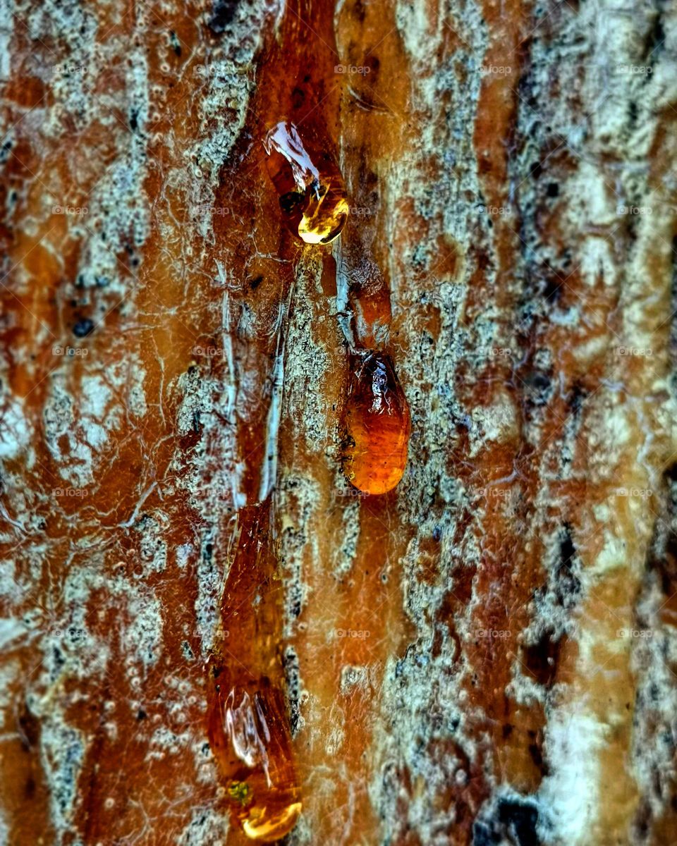 Tree tears