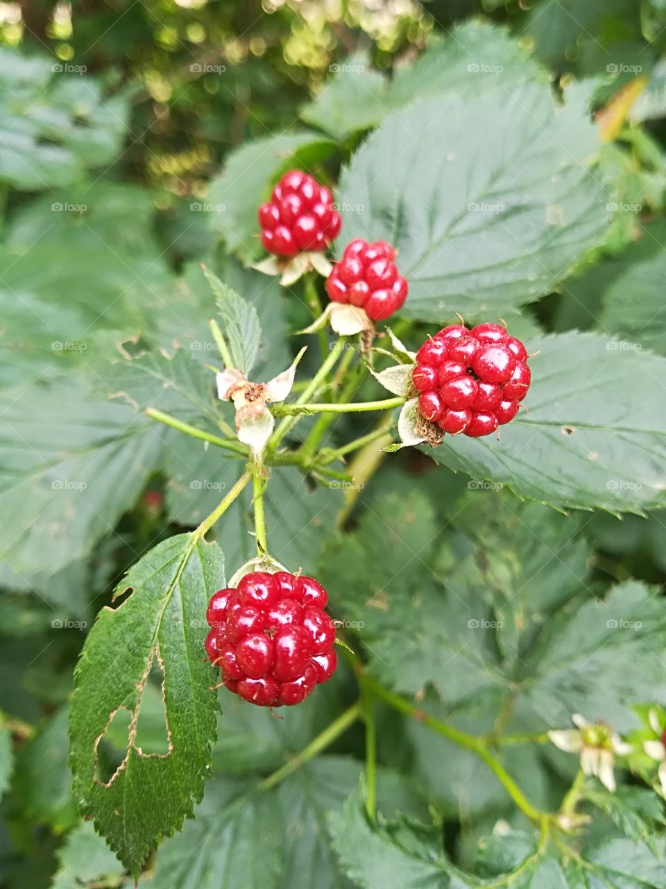 Berries