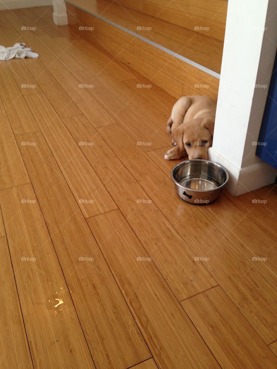 Floor, Wood, Hardwood, Parquet, Indoors