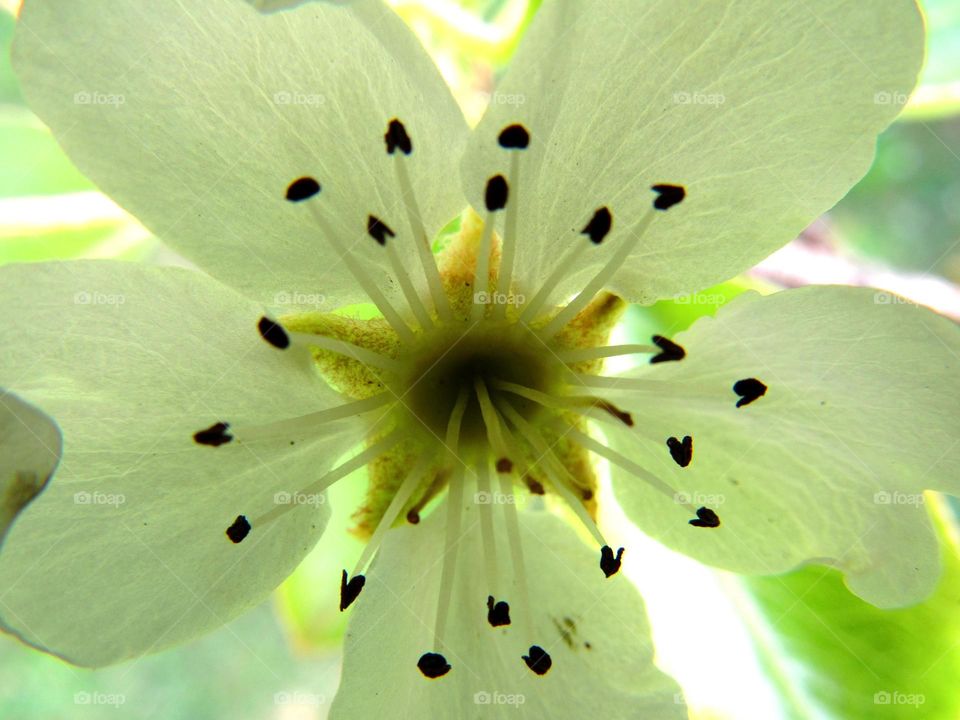 pistil