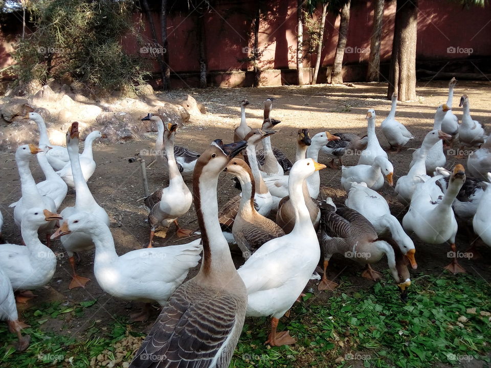Group of ducks