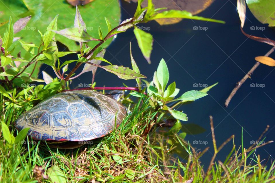Turtle at the edge of a pond