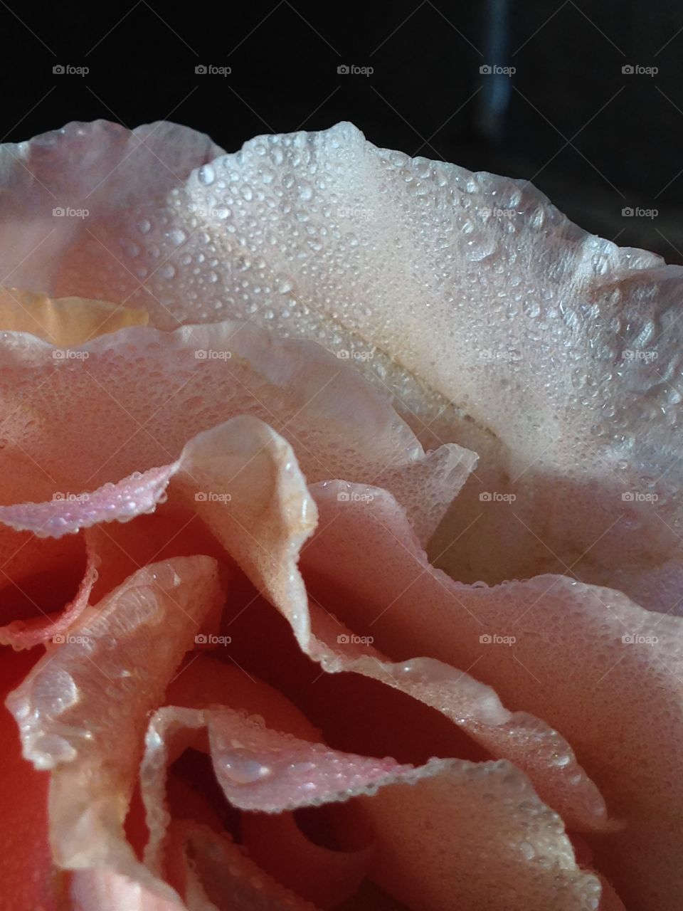 Dewfresh Rose Petals . Rose with dew