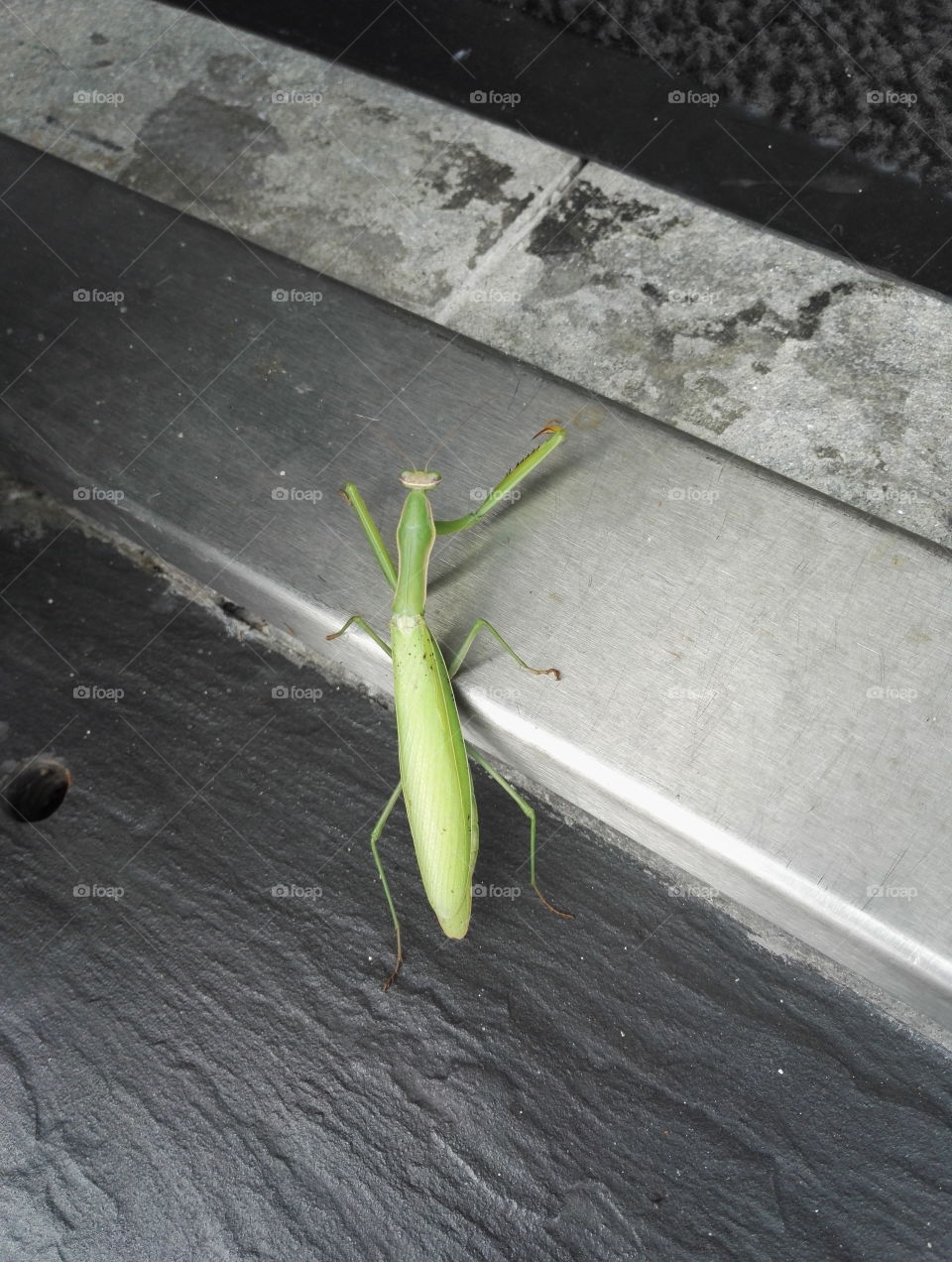 praying mantis