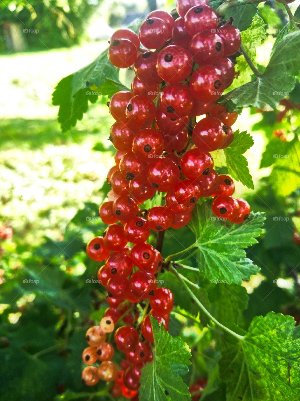 garden berry