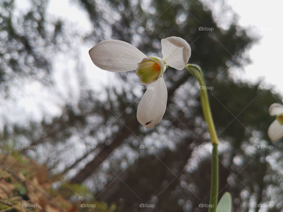 A different angle of Spring