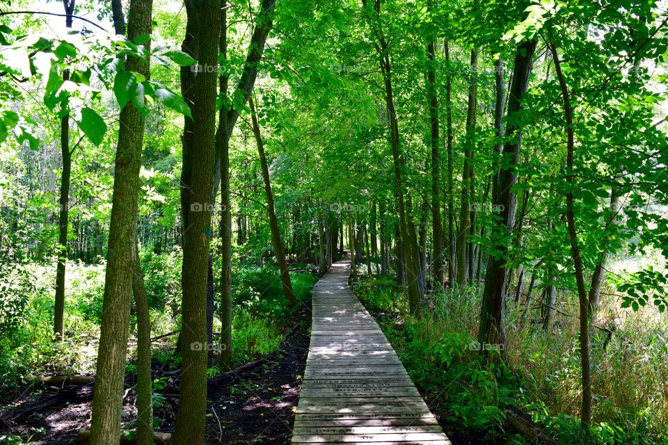 Wooden walkway in forest