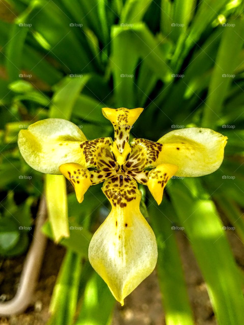 flor de mi jardín