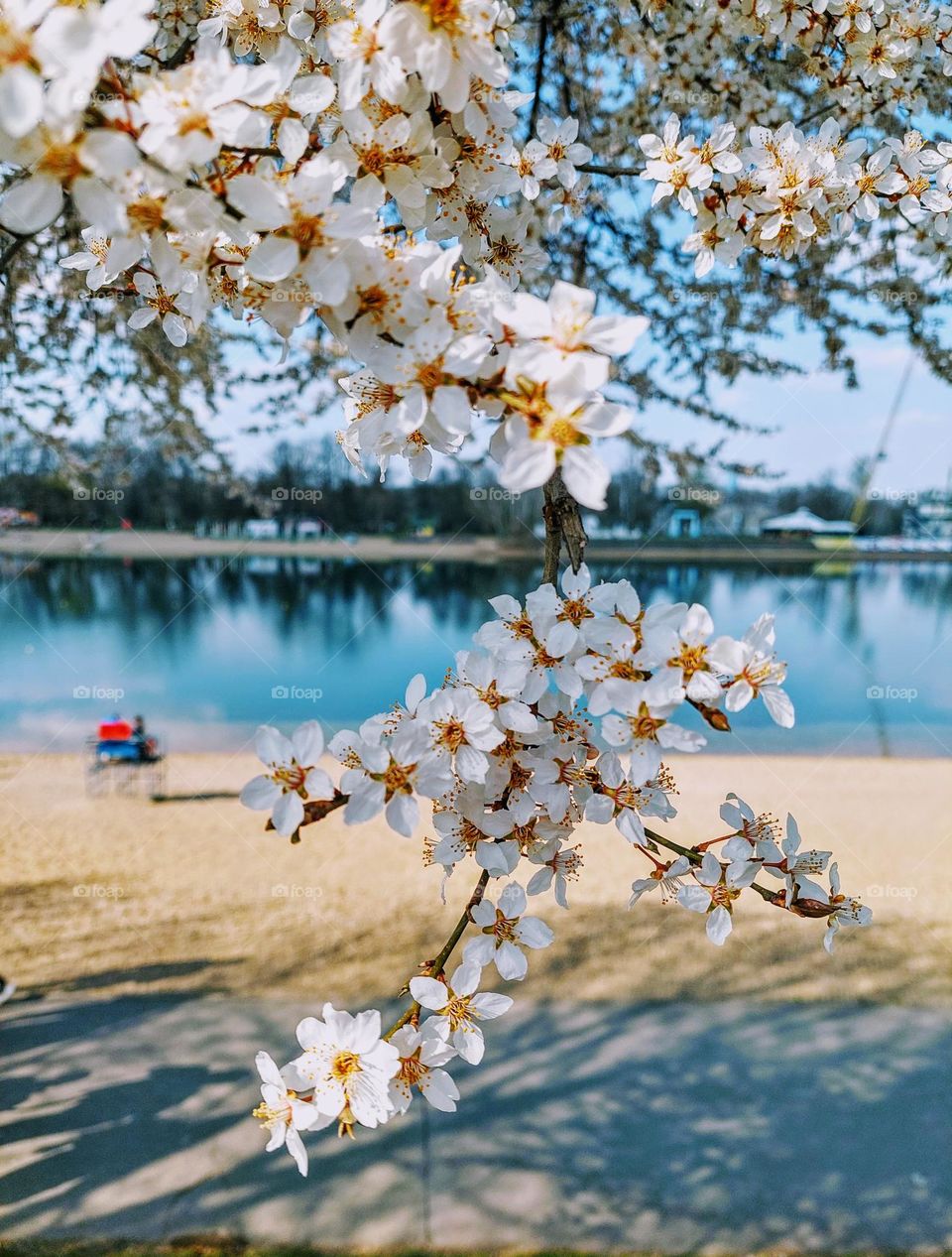 Spring landscape.  Beautiful sunny day by the lake.  A branch of a tree in bloom.