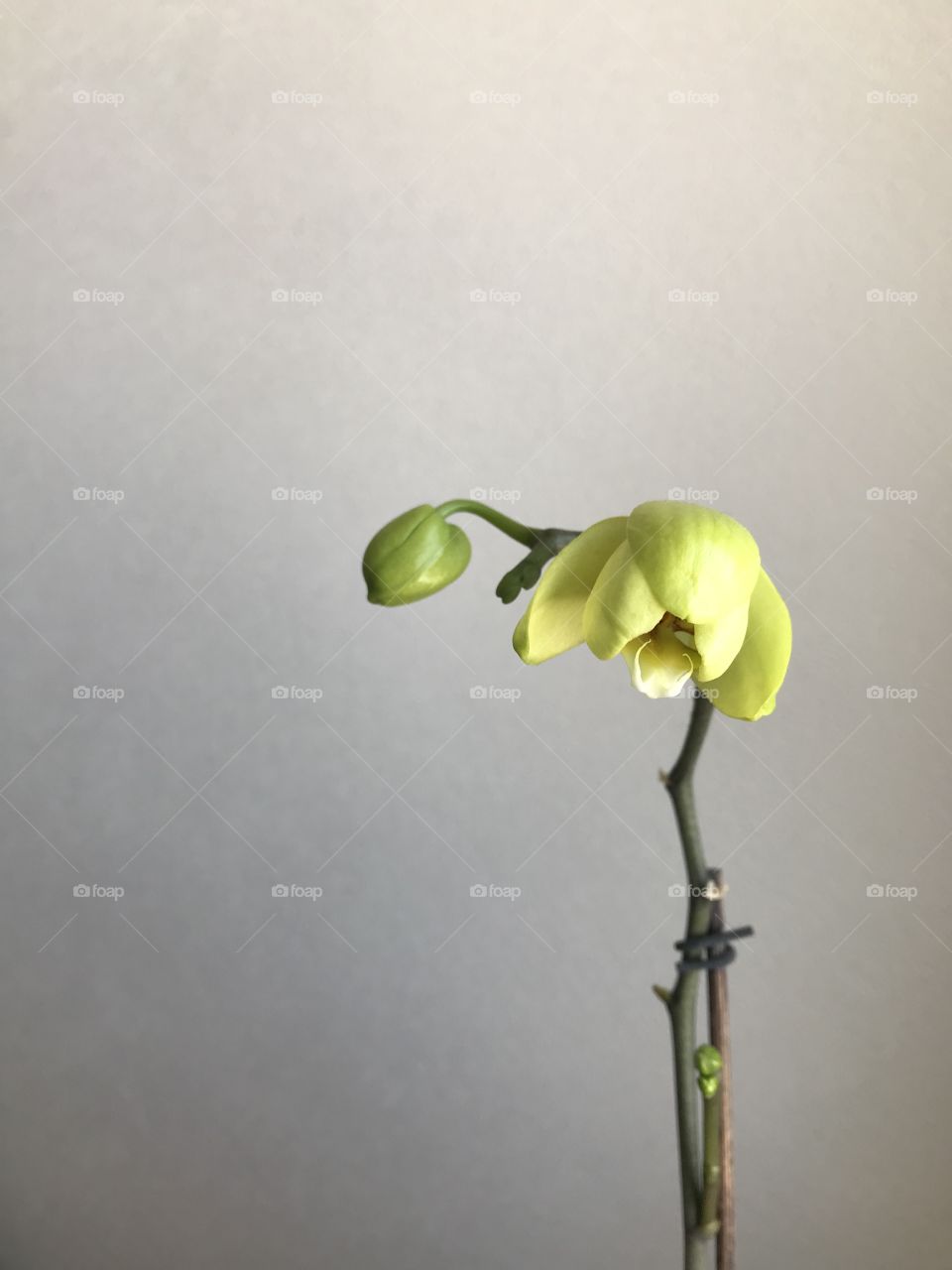 blossoming orchid on a beige background