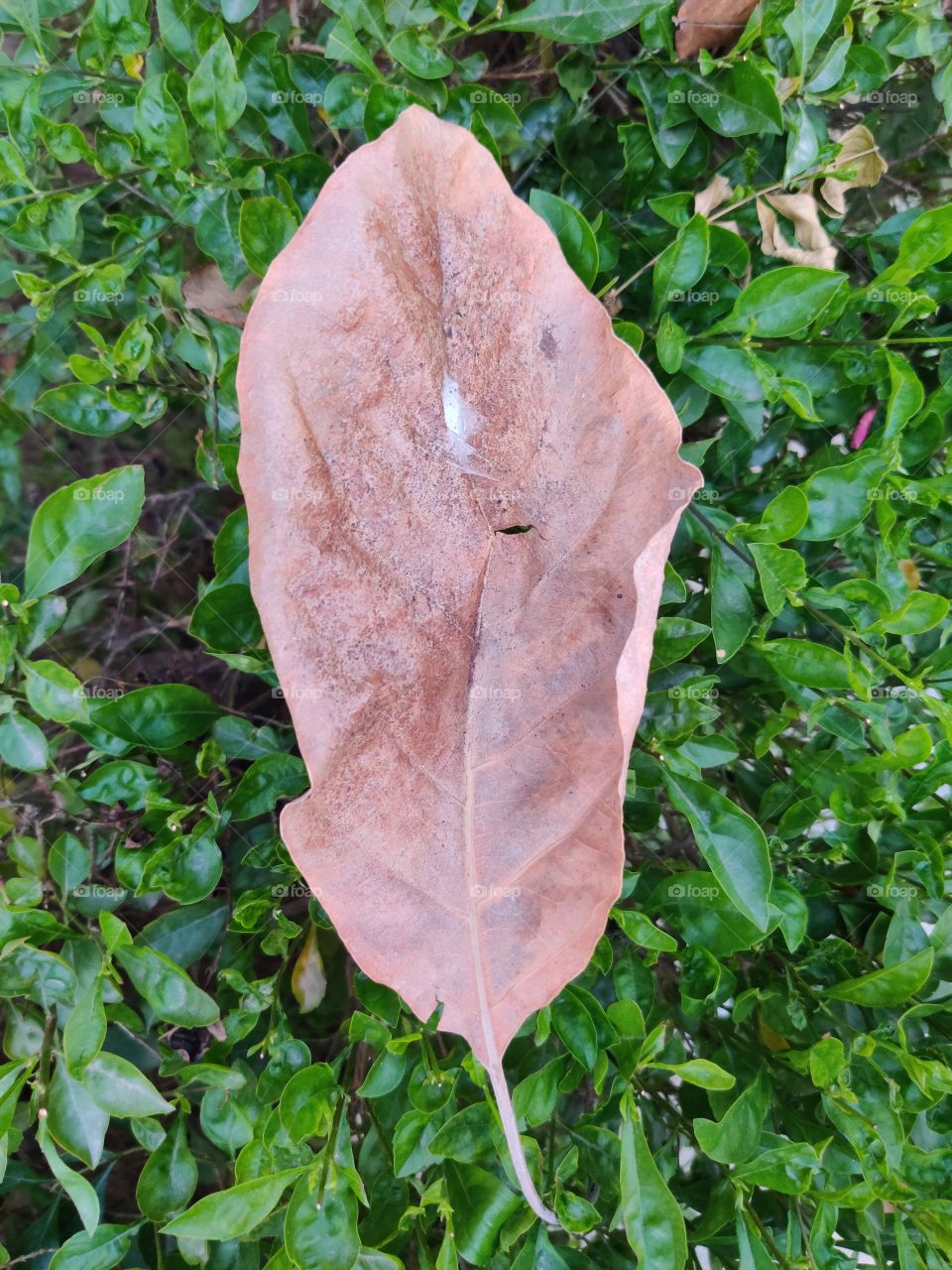 leaf