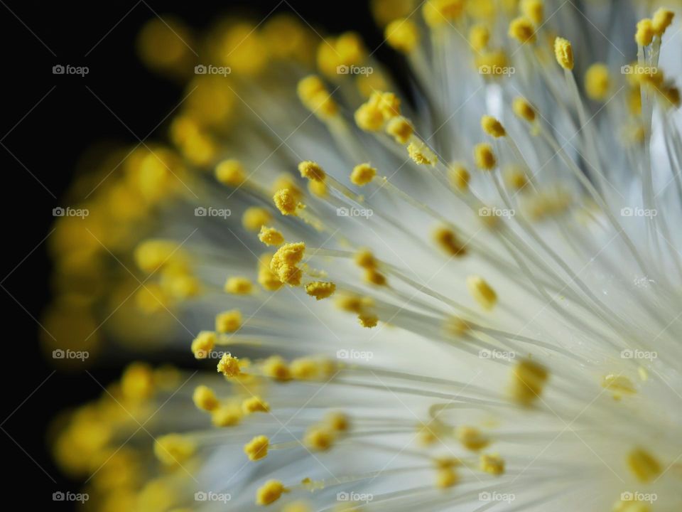 Extreme close-up of catkin