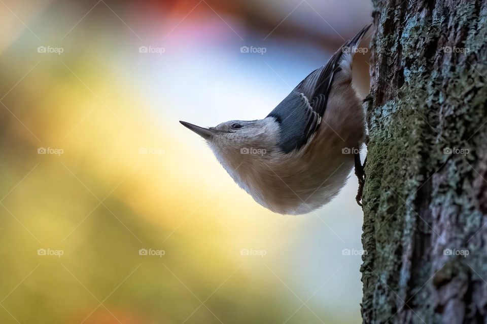 A white-breasted nut hatch peering up from a tree trunk