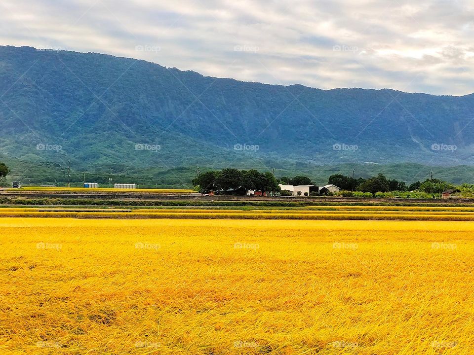 Beautiful mountain and paddy natural landscape