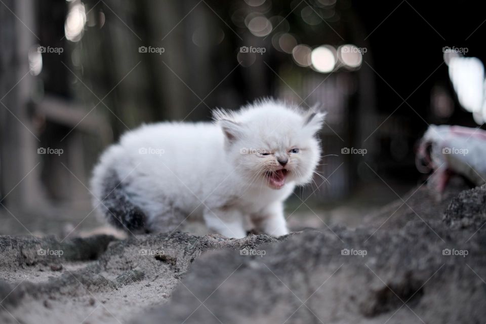 angry kitten