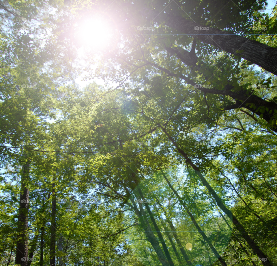 sun trees forest timber by lightanddrawing