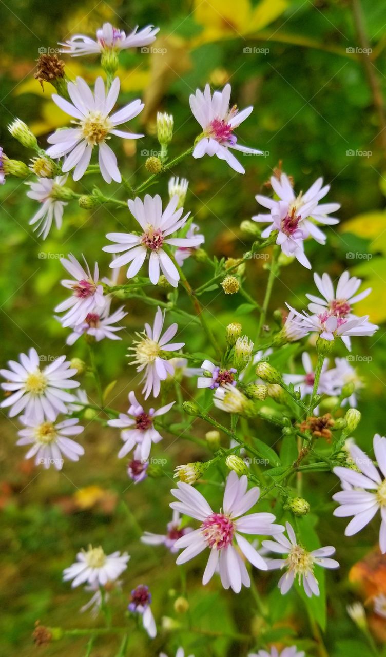 Flowers in the field