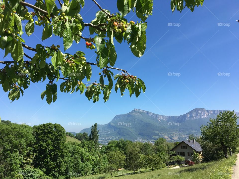 Future cherries before landscape from Savoy