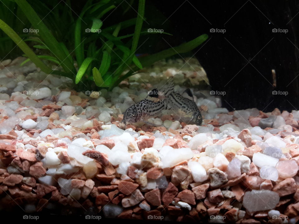 Corydoras leopardo comiendo