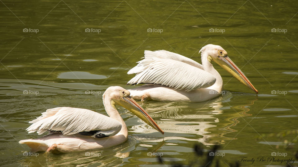 Pelicans