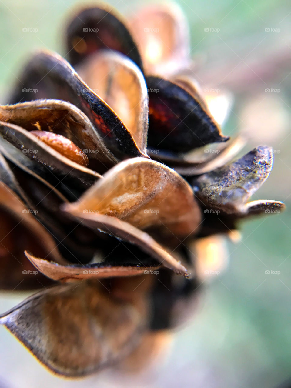 Beautiful seeds caught using a macro lens while on a hike through the woods. 
