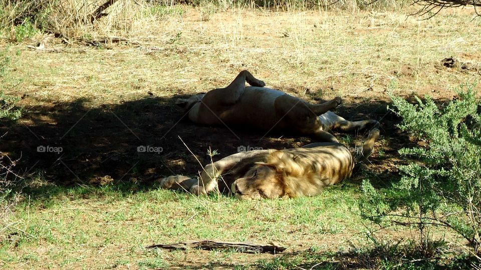 Lions taking afternoon nap
