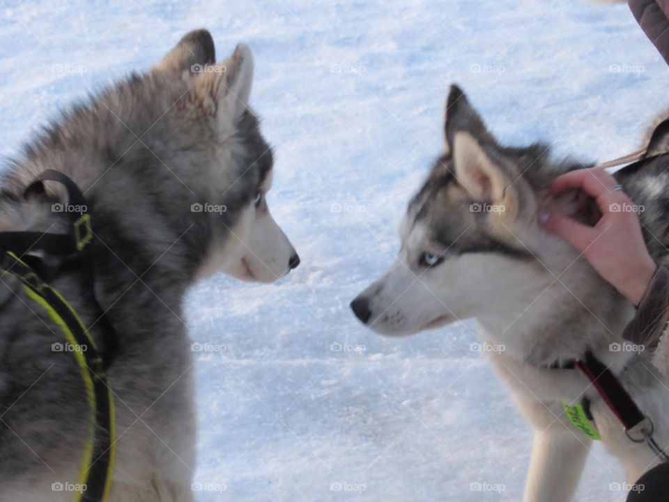 husky dog ​​in the snow, Russia Voronezh