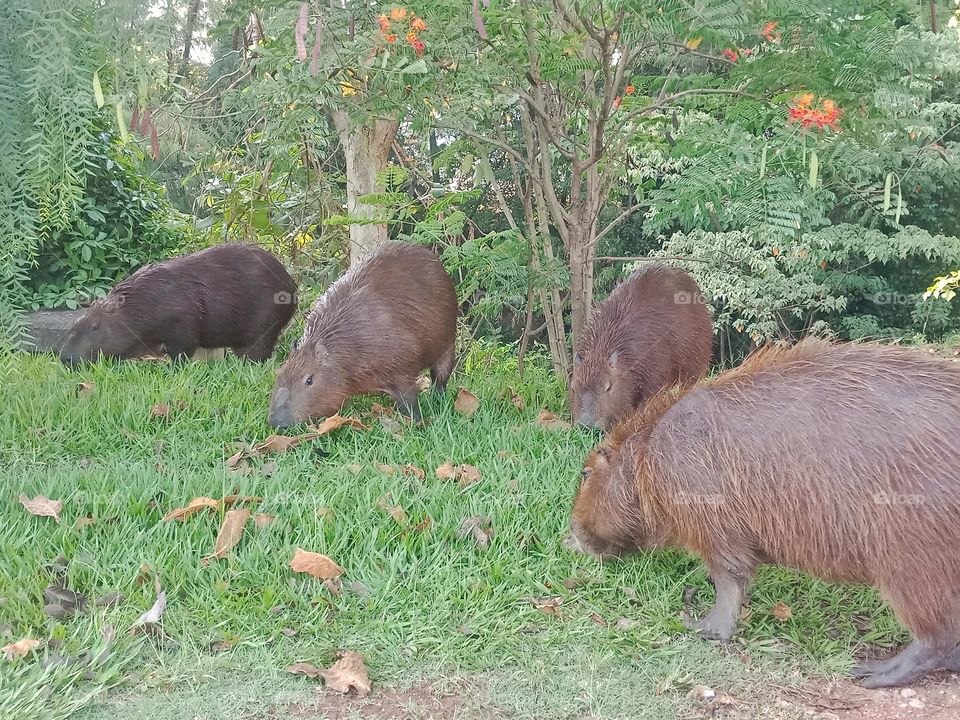 Capybaras by the river in the city, eating grass