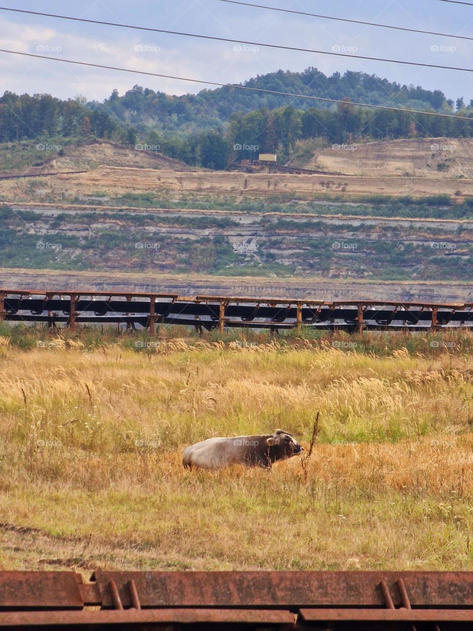 cow in the coal mine