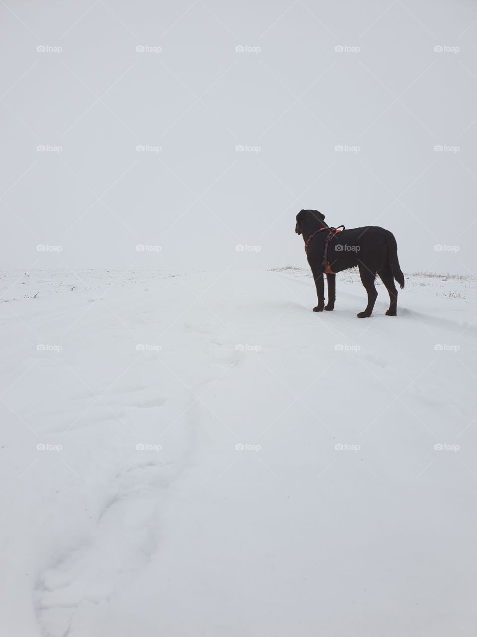 Walk in the winter wonderland