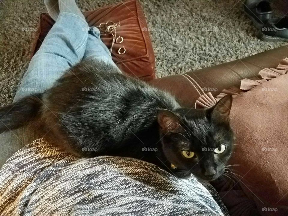 Cat on a lap
