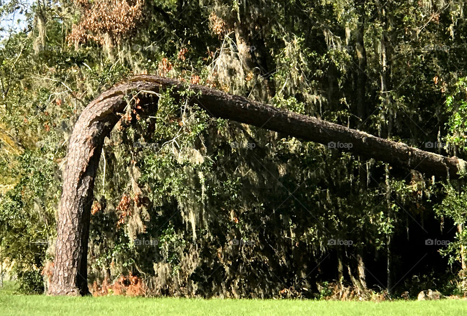 Pine tree bent by hurricane winds