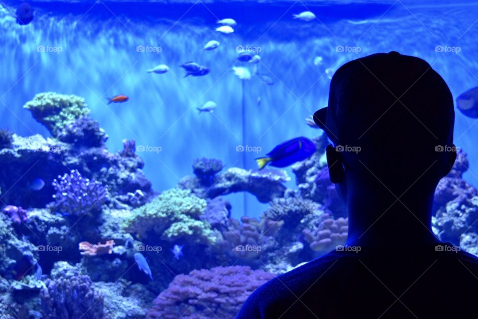 I see Dori "just keep swimming," Birch Aquarium in San Diego, CA