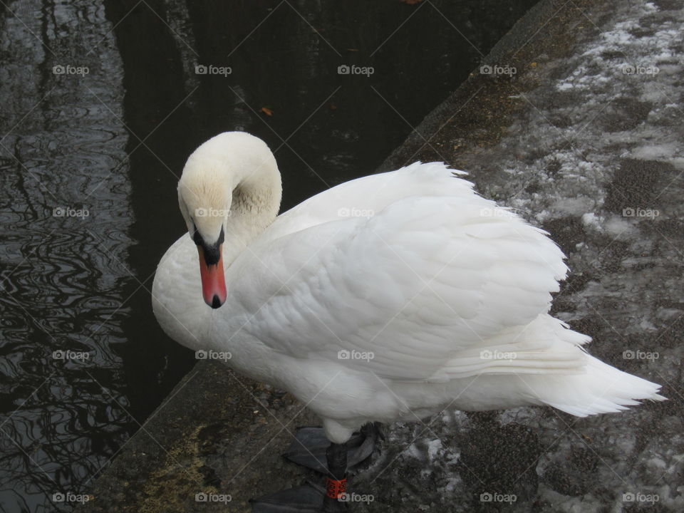 Mute Swan