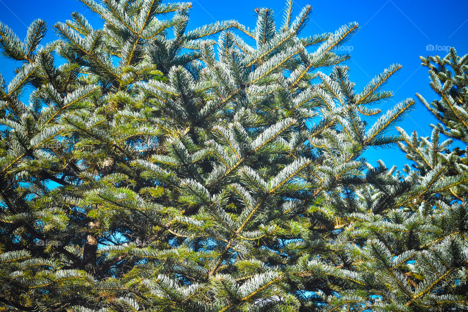 Beautiful Rhododendron tree leaves on sky background. Image taken from Yumthang Valley or Sikkim Valley of Flowers sanctuary India
