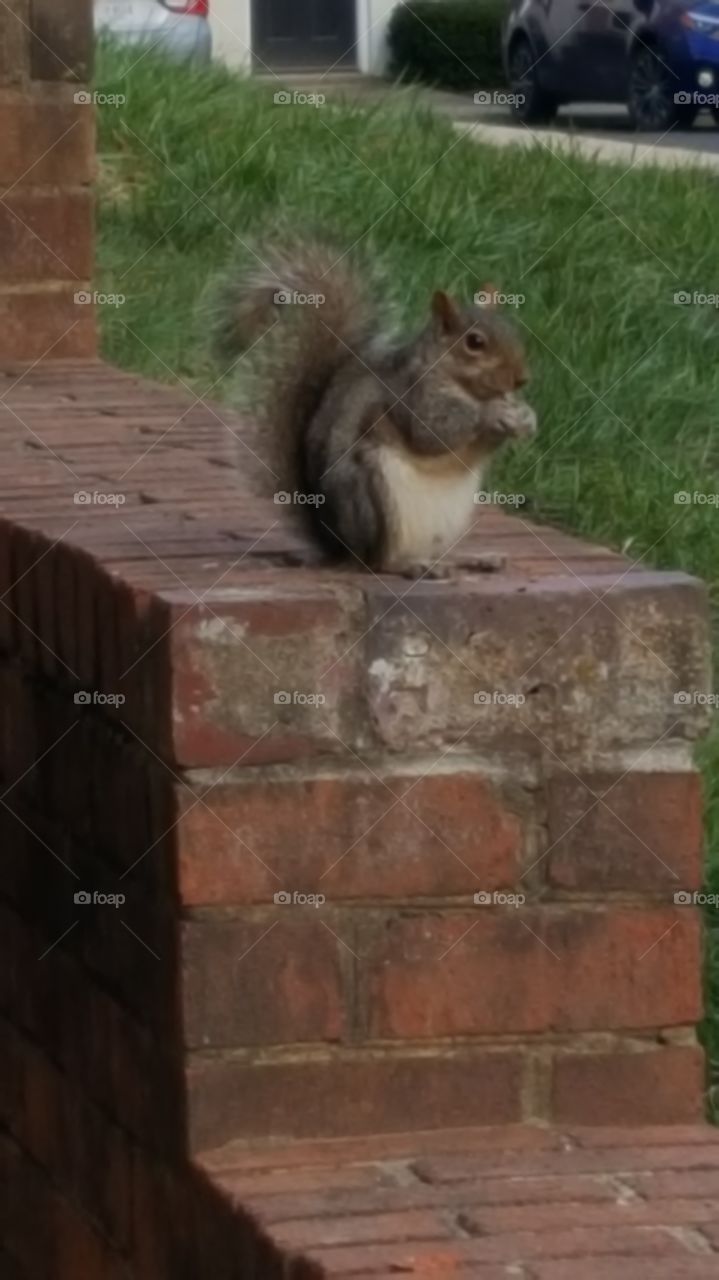 squirrel sitting on brick wall