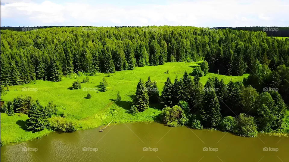 Forest in the green