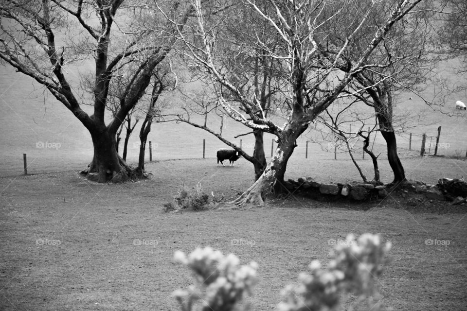 Tree, Winter, Park, Landscape, Branch