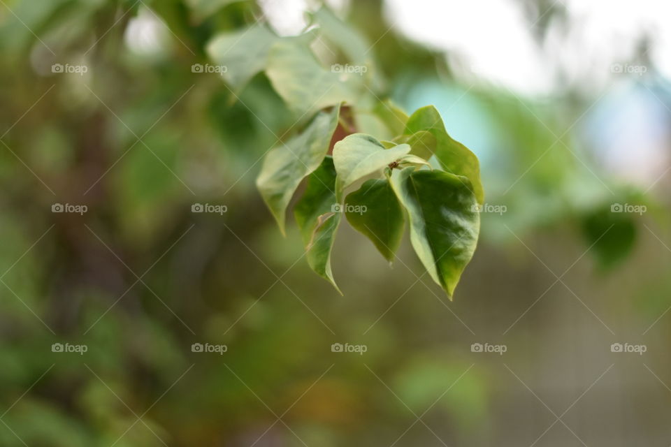 Leaf, Nature, Flora, Growth, No Person