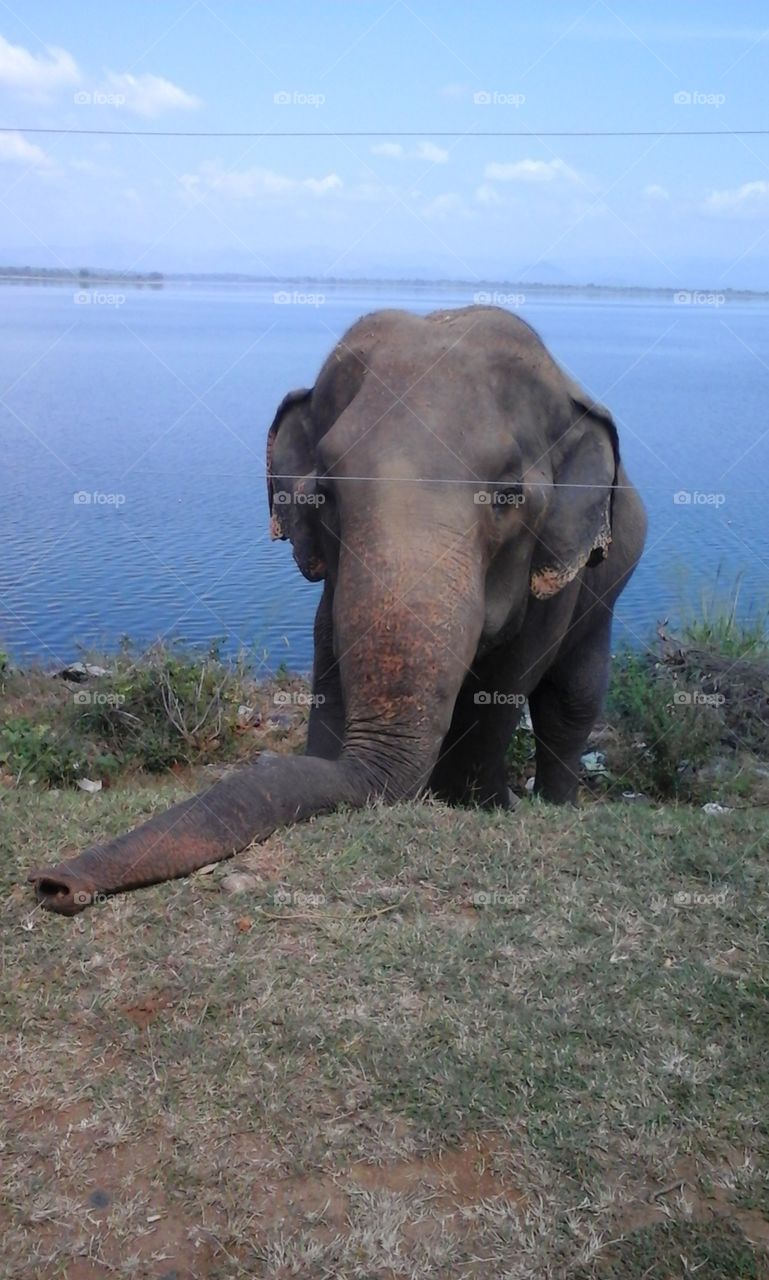 river side relaxed elephant