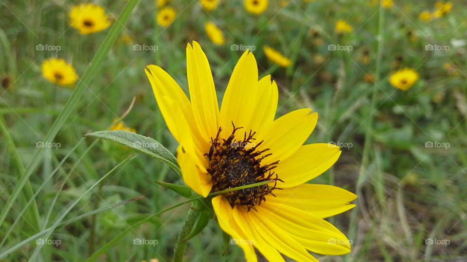 Yellow beautifull Flower