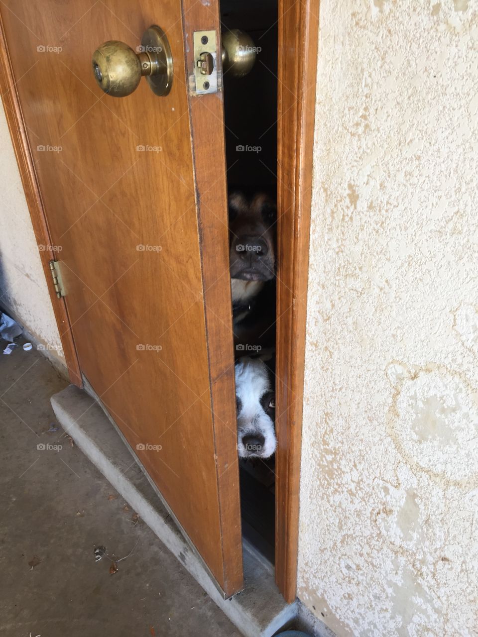 Dogs trying to creep outside.