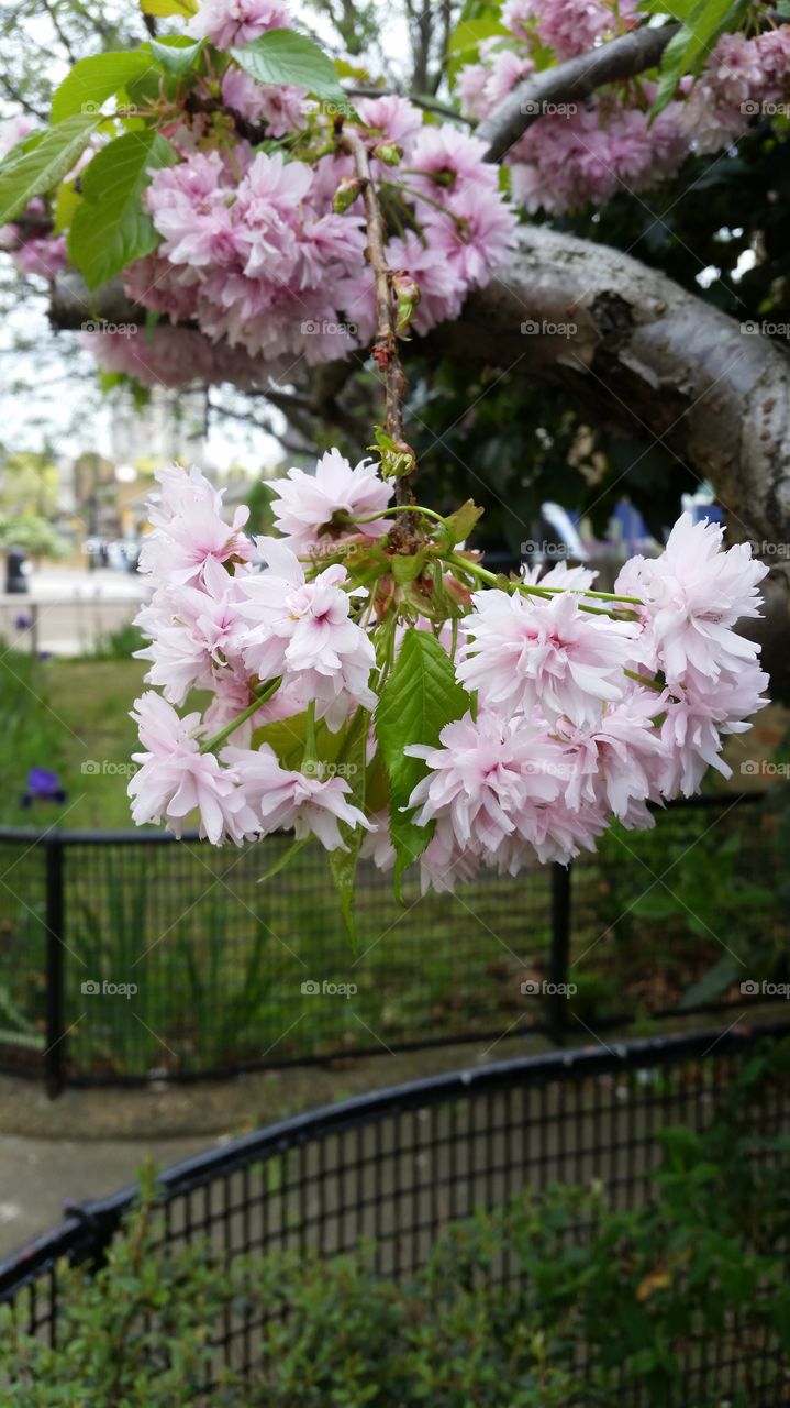 Flowers in London